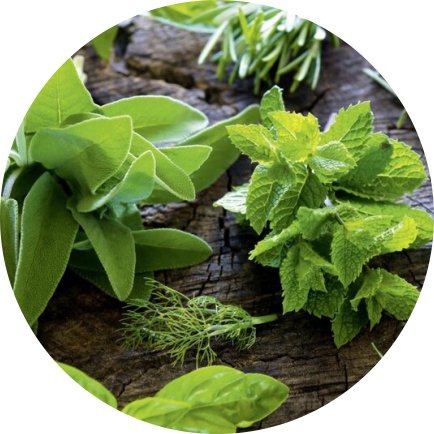Medicinal Plants - Mahadev Corporation