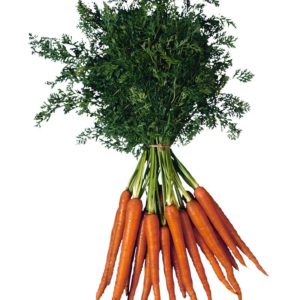 Carrot